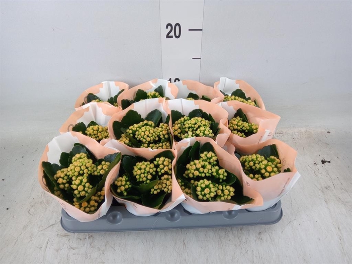 <h4>Kalanchoe  'RoseFlow Agnes'</h4>