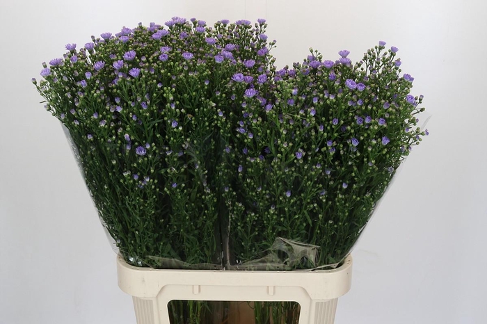 <h4>Aster Cassandra</h4>