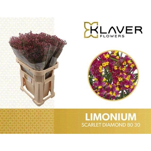 Limonium Scarlet Diamond Klaver