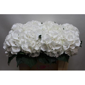 Hydrangea schneeball