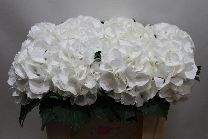 <h4>Hydrangea schneeball</h4>