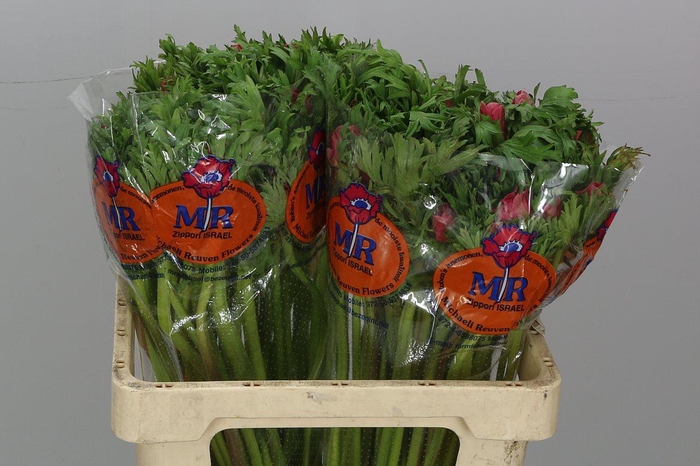 <h4>Anem Galilee Red</h4>