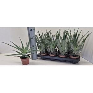 ALOE ARBORESCENS