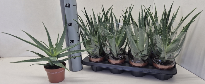 <h4>ALOE ARBORESCENS</h4>