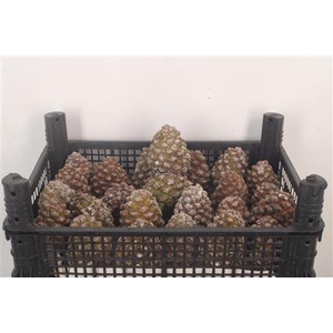 Pinea Fresh Little X24