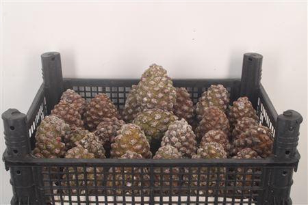 <h4>Pinea Fresh Little X24</h4>