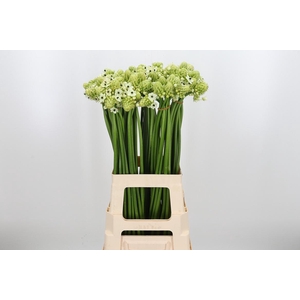 Ornithogalum Saundersiae