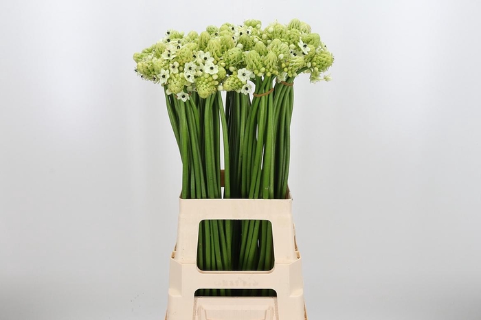 <h4>Ornithogalum Saundersiae</h4>