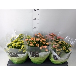 Kalanchoe blos.   ..rosebud mix  4