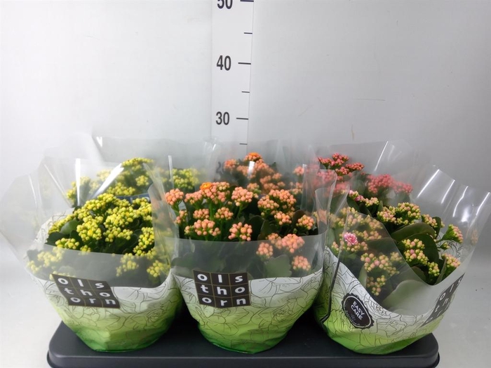 <h4>Kalanchoe blos.   ..rosebud mix  4</h4>