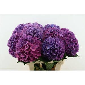 Hydr M Purple Haze 60-20