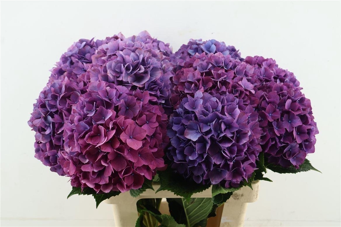 <h4>Hydr M Purple Haze 60-20</h4>