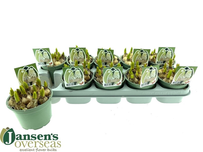 <h4>MUSCAR WHITE MAGIC</h4>