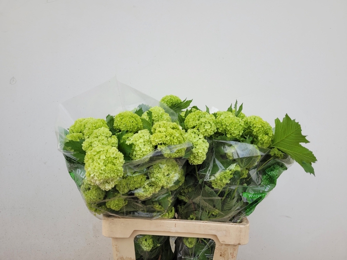 <h4>VIBURNUM ROSEUM ST</h4>