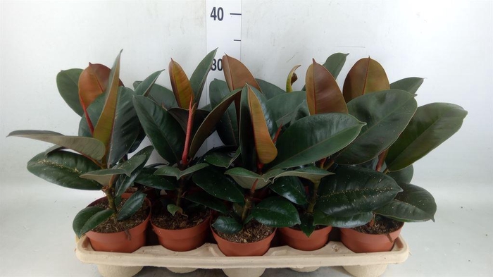 <h4>Ficus elastica 'Robusta'</h4>