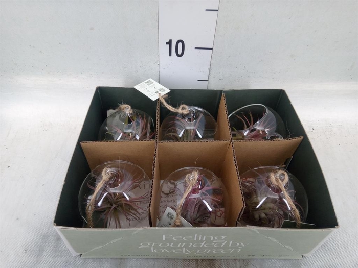 <h4>Arr.  Tillandsia L%</h4>