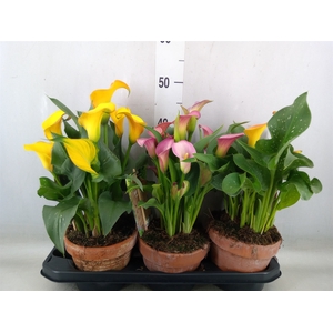 Zantedeschia   ...mix 3