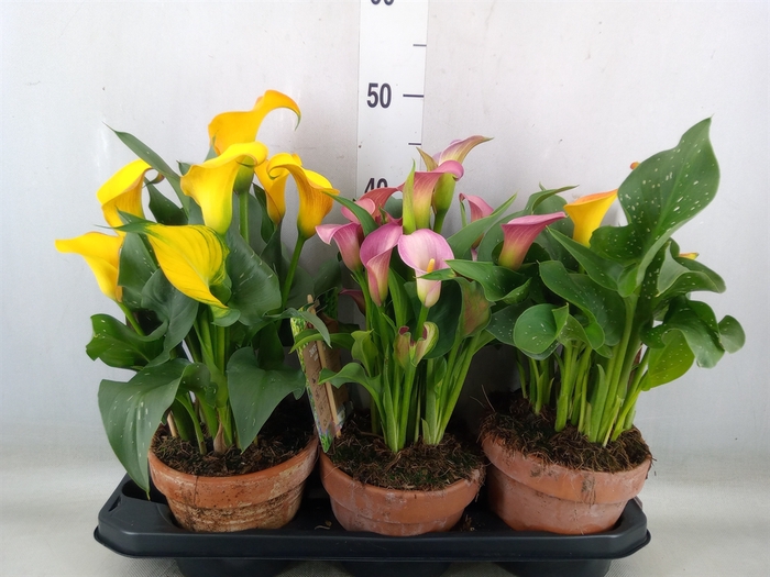 <h4>Zantedeschia   ...mix 3</h4>