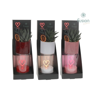 LEDhartlicht planter met Haworthia