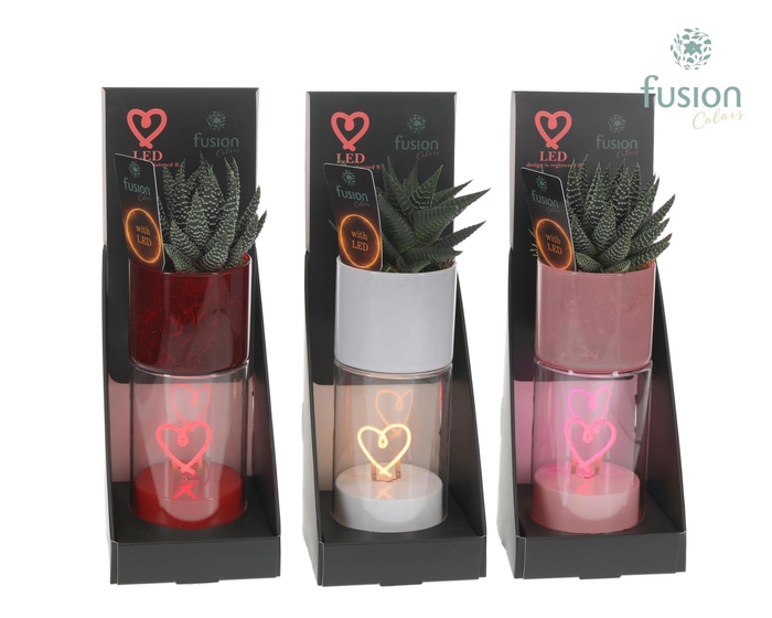 <h4>LEDhartlicht planter met Haworthia</h4>