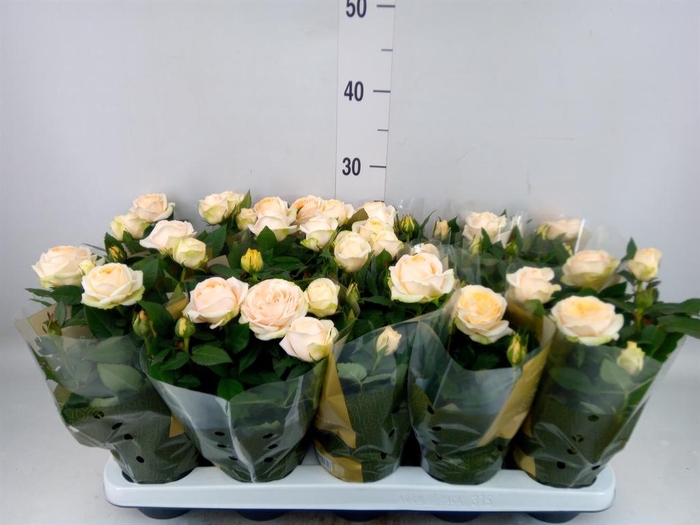 <h4>Rosa  'Belami Kordana'</h4>
