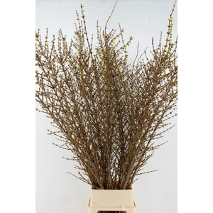 FORSY I SPECTABILIS 180CM