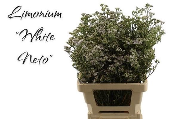 <h4>LIM WHITE NETO</h4>