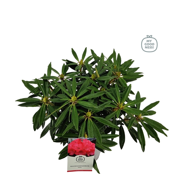 <h4>Rhododendron 40-50 /5 liter 'Ana'</h4>