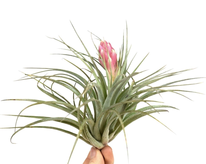 <h4>tillandsia silver met bloem</h4>