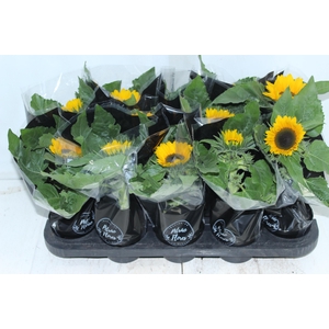 GIRASSOL MINI SUN BRIGHT P11