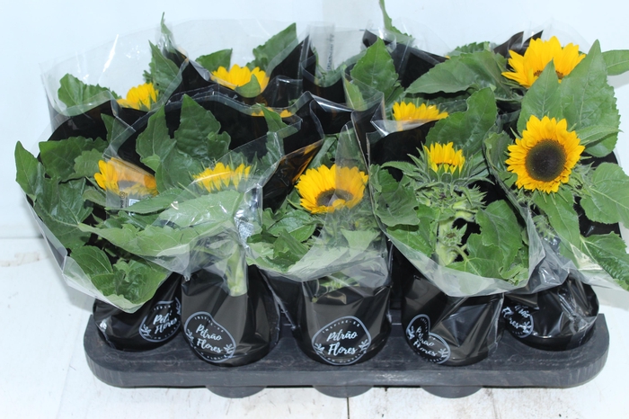 <h4>GIRASSOL MINI SUN BRIGHT P11</h4>