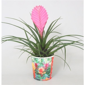 Tillandsia cyanea 'Anita' in smartcup