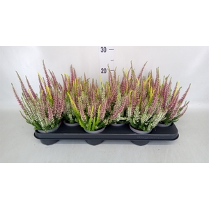 Calluna vulg. 'Beauty L'  ..mix 3/p
