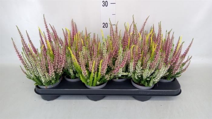 <h4>Calluna vulg. 'Beauty L'  ..mix 3/p</h4>