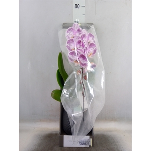Phalaenopsis   ...lilac