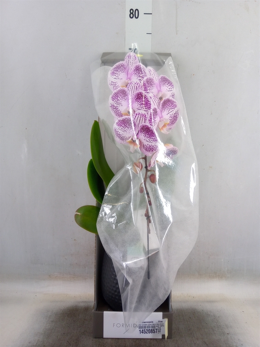 <h4>Phalaenopsis   ...lilac</h4>