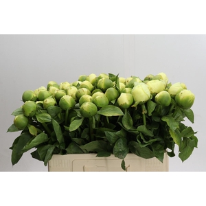 Paeonia Lemon Chiffon