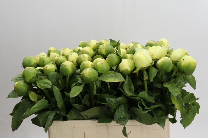 Paeonia Lemon Chiffon