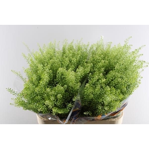 Deco Gr Thlaspi Gr Bell 80/35