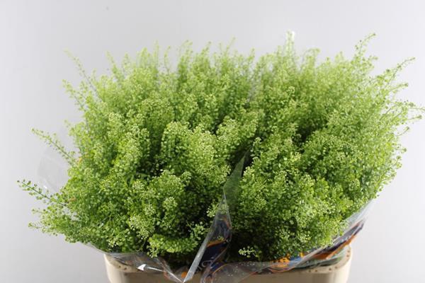 <h4>Deco Gr Thlaspi Gr Bell 80/35</h4>