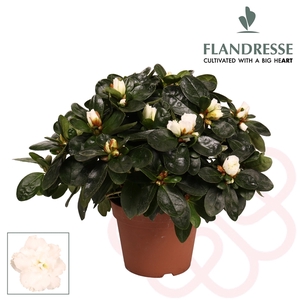 Azalea Flandresse® 'wit' 22 - 25 cm