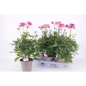 DAHL D M STARBU PINK