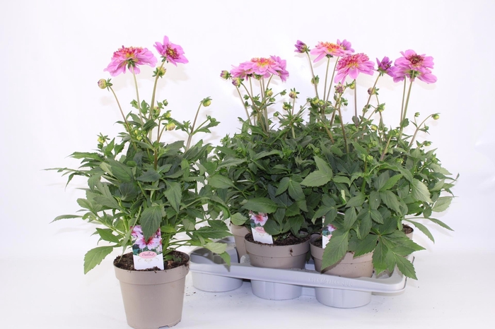 <h4>DAHL D M STARBU PINK</h4>