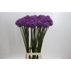 Allium Gladiator