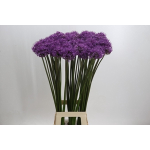 Allium Gladiator