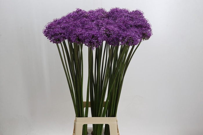 Allium Gladiator