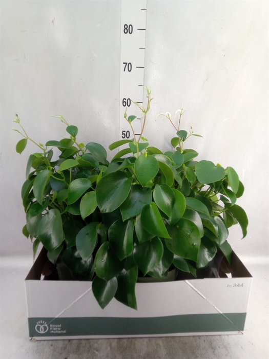 <h4>Peperomia polybotrya 'Raindrop'</h4>