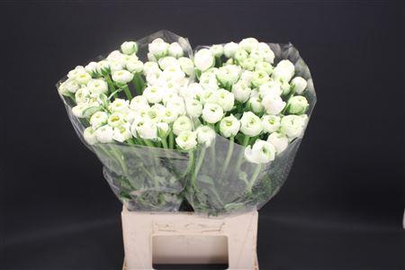 <h4>Ran Extra White</h4>