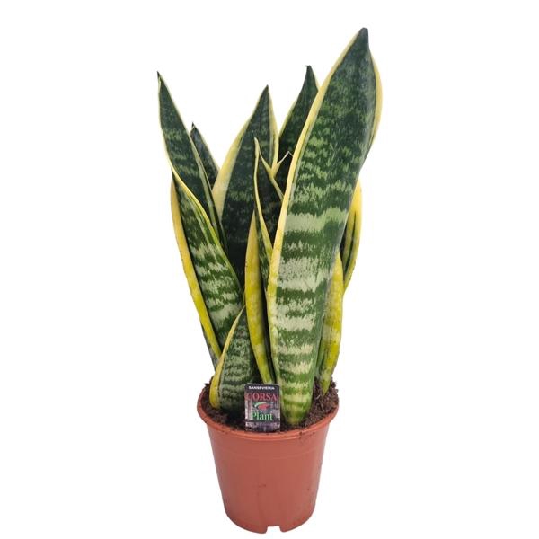 <h4>Sansevieria Superba 12 cm</h4>
