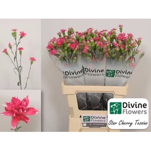 Dianthus  'Star Cherry Tessino'